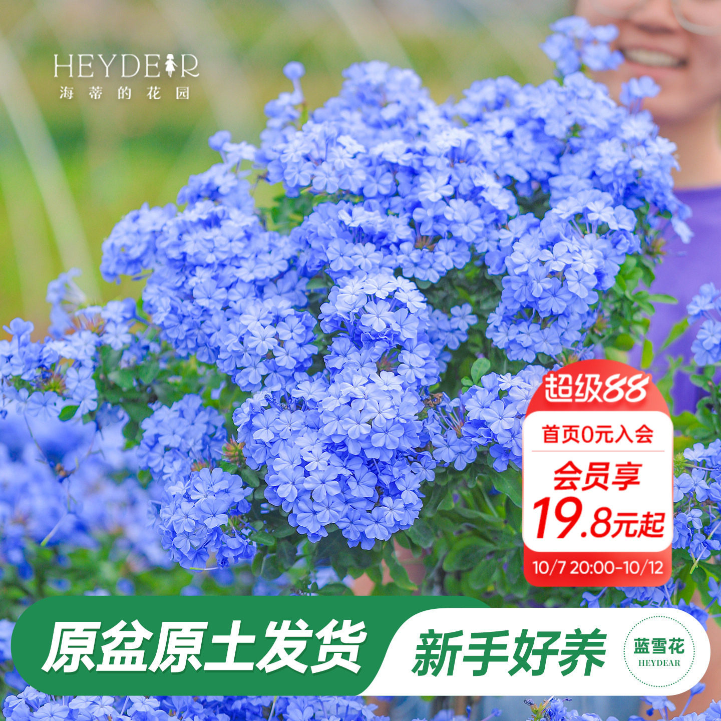 海蒂的花园旗舰店蓝雪花盆栽大苗棒棒糖阳台屋顶庭院易种花卉植物