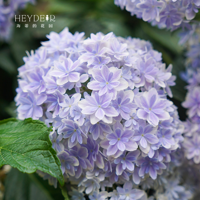 万华镜重瓣大花绣球可调色抗病好养阳台庭院盆栽花卉