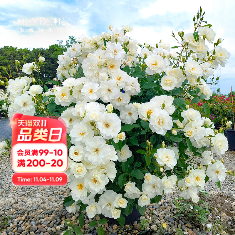 海蒂的花园灌木盆栽苗花卉植物