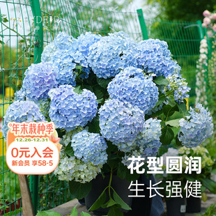 海蒂 花园旗舰店大花绣球花苗无尽夏大海蓝阳台庭院花卉盆栽植物