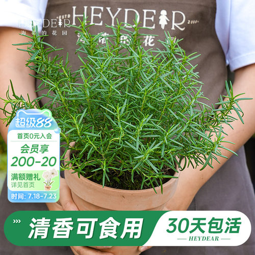 迷迭香盆栽易活好养品牌保障