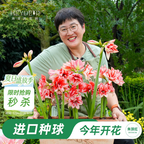 朱顶红进口种球包对版60天内开