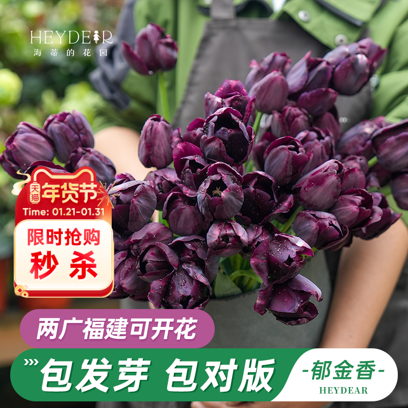 海蒂的花园旗舰店郁金香种球5度球阳台花卉花种裸球自然球开花球,鲜花速递/花卉仿真/绿植园艺,种球/裸根,淘宝优惠券,粉丝福利购,淘宝优惠卷