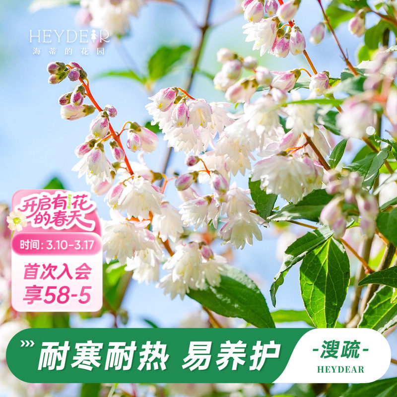 海蒂的花园溲疏爱丽丝粉铃铛等庭院楼顶造景花灌木花卉植物盆栽苗