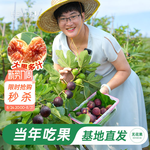 基地自产无花果苗保证对版