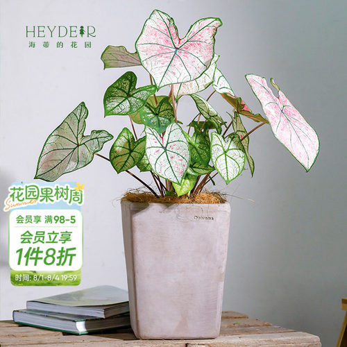 彩叶芋办公室桌面观叶植物