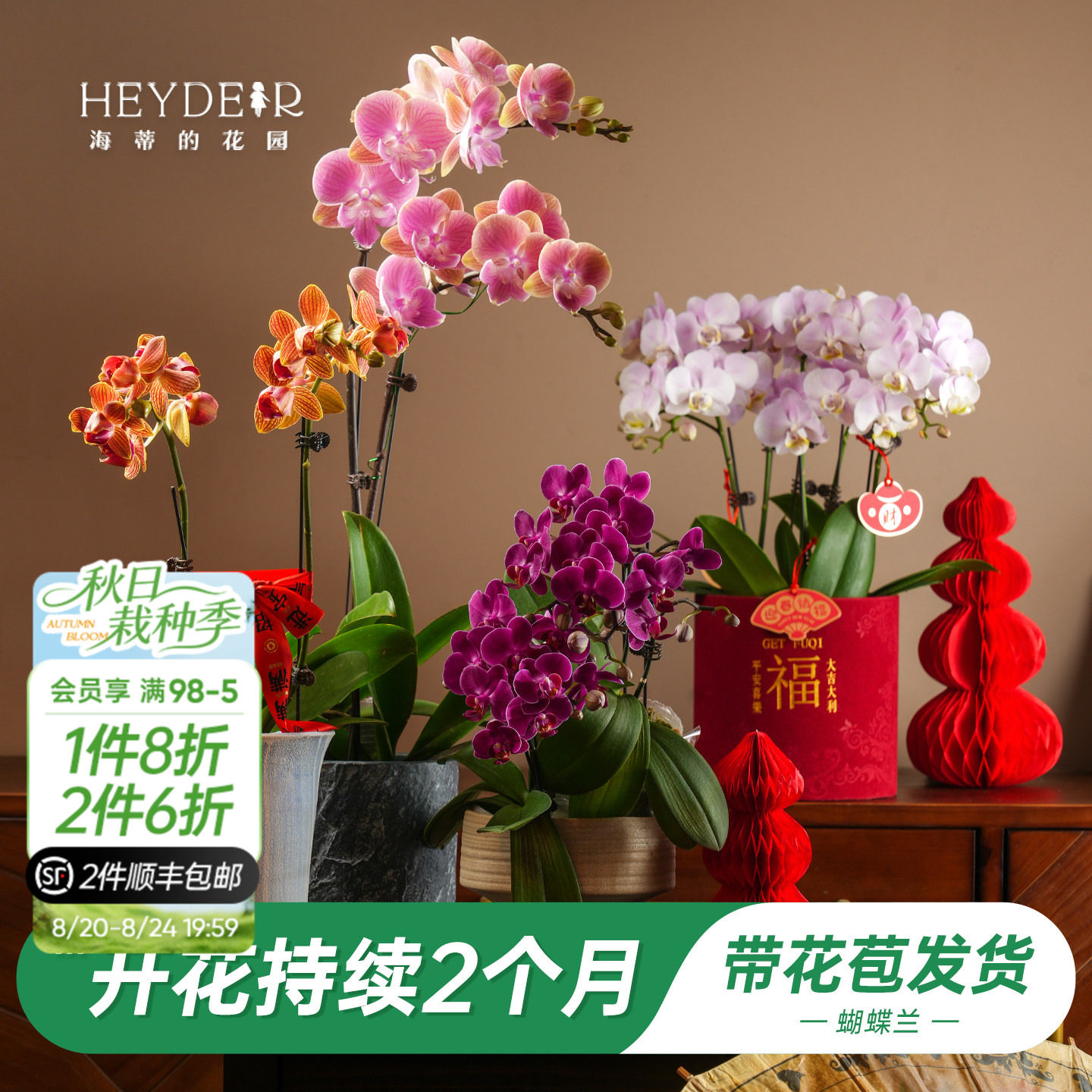 海蒂的花园旗舰店蝴蝶兰带花盆栽花苗带花苞年宵花植物室内花
