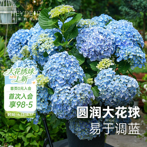 大海蓝新品大花绣球新老枝开花