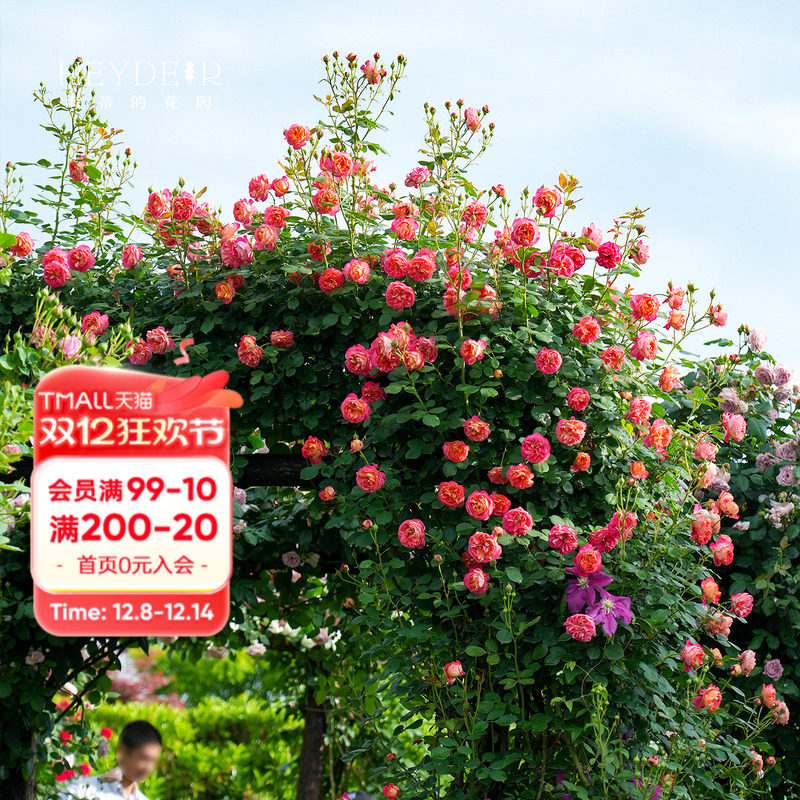 海蒂的花园爬藤耐热月季盆栽苗