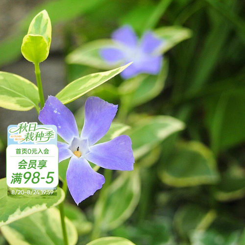 海蒂的花园花叶蔓长春多年生