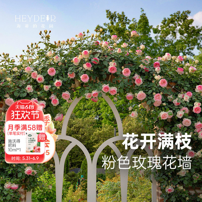 海蒂的花园旗舰店粉色龙沙宝石月季花苗爬藤植物盆栽庭院蔷薇花苗