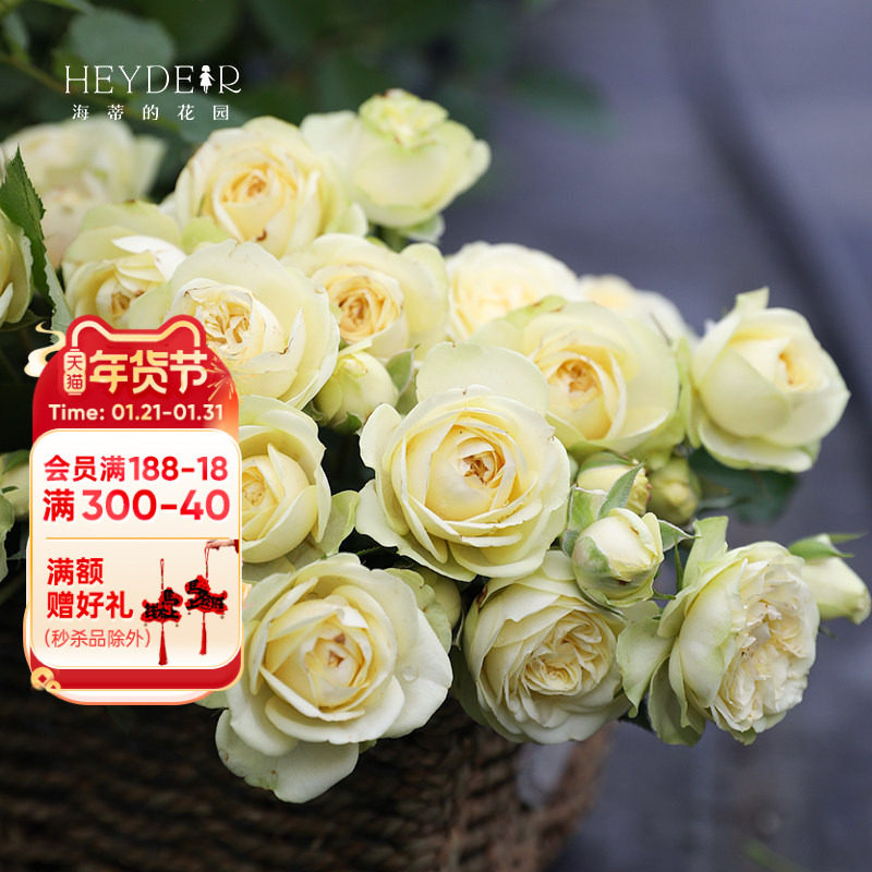 海蒂的花园旗舰店月季花苗奶油龙沙宝石奶油伊甸园花园地栽盆栽苗,鲜花速递/花卉仿真/绿植园艺,月季/蔷薇/玫瑰,淘宝优惠券,粉丝福利购,淘宝优惠卷