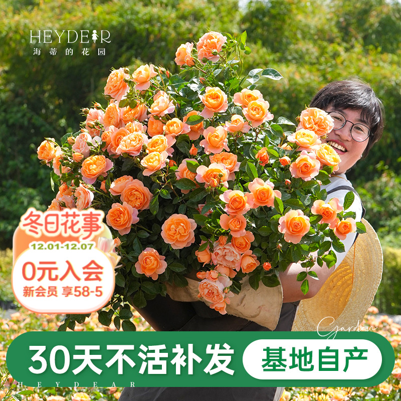 海蒂的花园果汁阳台月季新手推荐