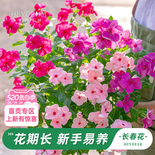 长春花盆栽带花苞发货