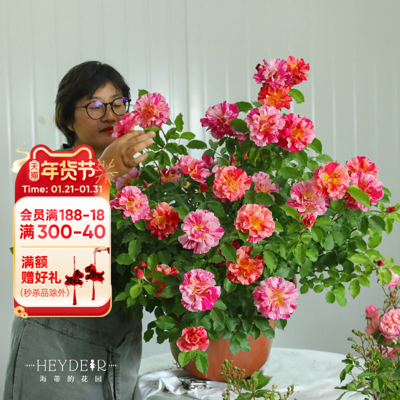 海蒂的花园 埃德加德加条纹月季抗病新手种植阳台庭院花卉盆栽苗,鲜花速递/花卉仿真/绿植园艺,月季/蔷薇/玫瑰,淘宝优惠券,粉丝福利购,淘宝优惠卷