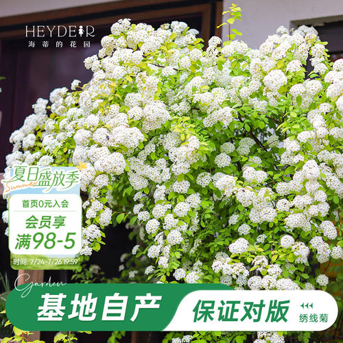 海妈家耐寒花灌木北方露天过冬