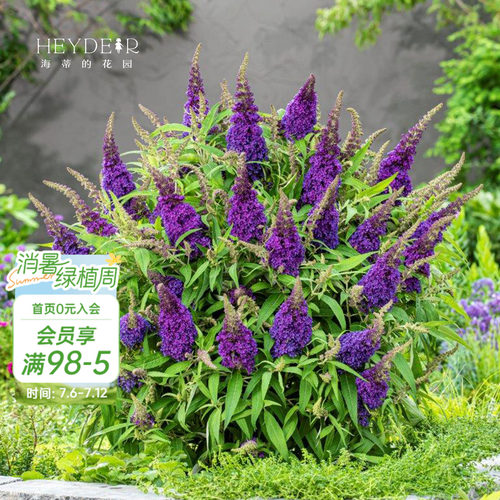 醉鱼草耐热多年生好养花期长
