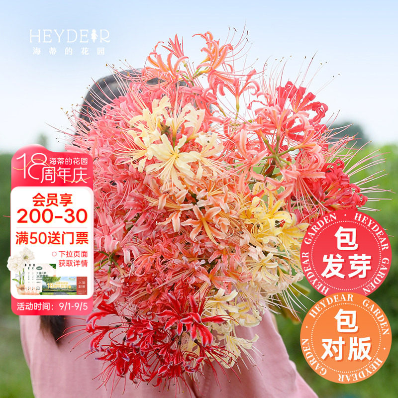 海蒂的花园彼岸花石蒜多年生种球图片