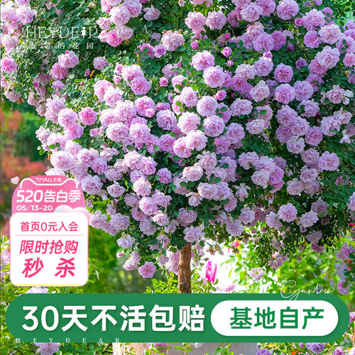 基地自产月季花苗累计销售30万+