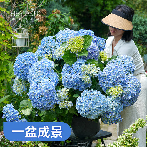 基地自产绣球花大苗保证对版