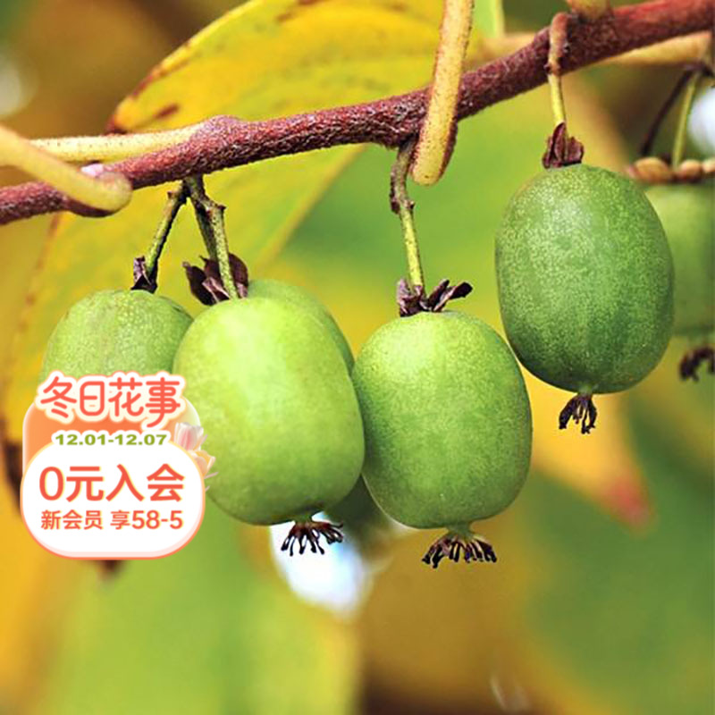 海蒂的花园旗舰店软枣猕猴桃多年生藤本植物爬藤果树水果苗盆栽苗