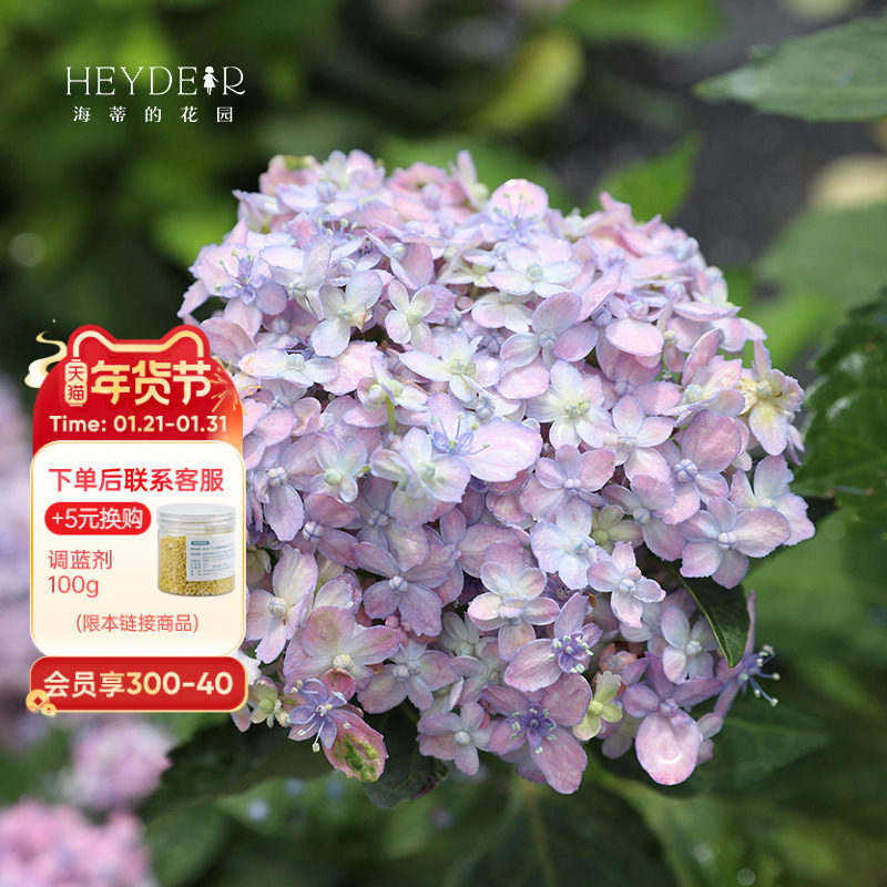 海蒂的花园旗舰店大花绣球有松好养易开花阳台庭院花卉盆栽植物,鲜花速递/花卉仿真/绿植园艺,绣球/木绣球/木本植物,淘宝优惠券,粉丝福利购,淘宝优惠卷