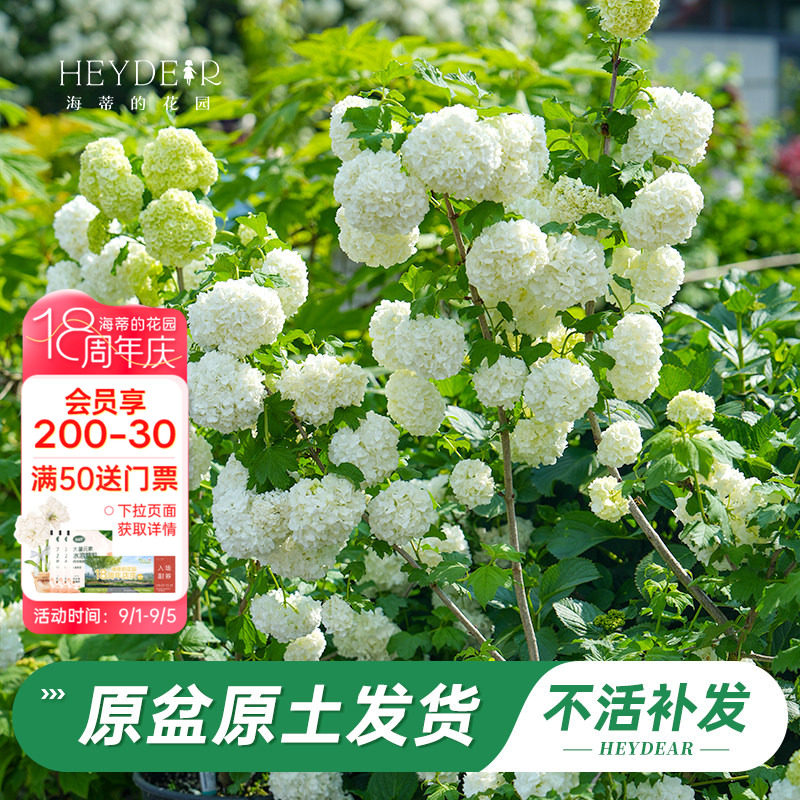 绿植盆栽回购榜TOP店铺木绣球图片