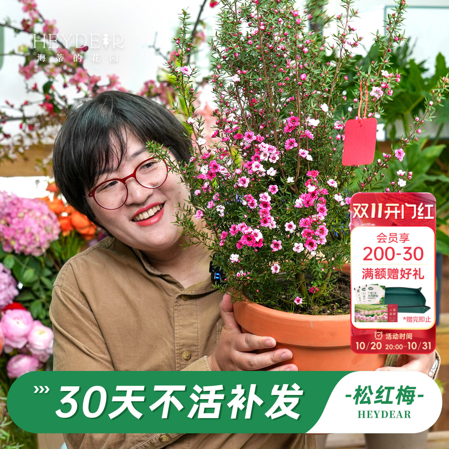 海蒂的花园旗舰店松红梅盆栽花卉苗耐寒冬季阳台庭院开花植物盆栽