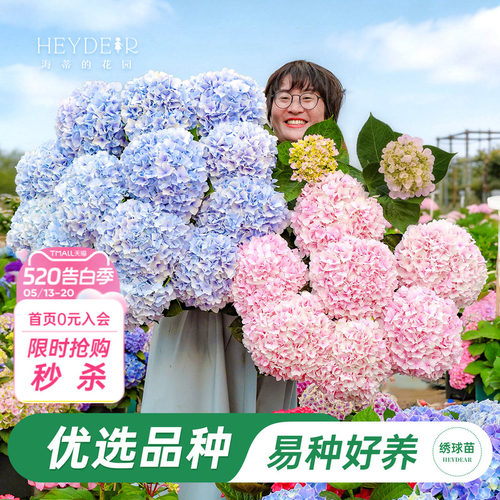 海妈家新品大花绣球上架