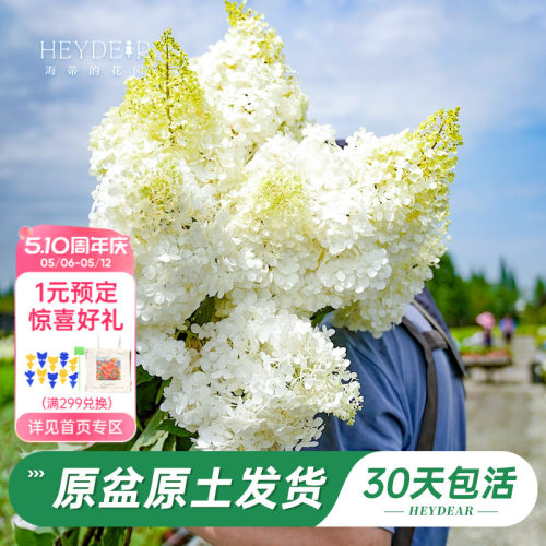 耐寒耐晒绣球北方地区露地过冬