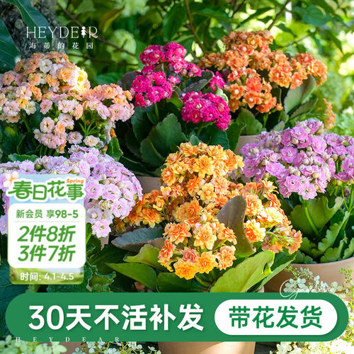 A级长寿花重瓣带花发货