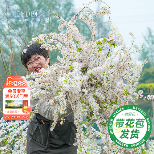 海妈家雪柳盆栽带花苞发货