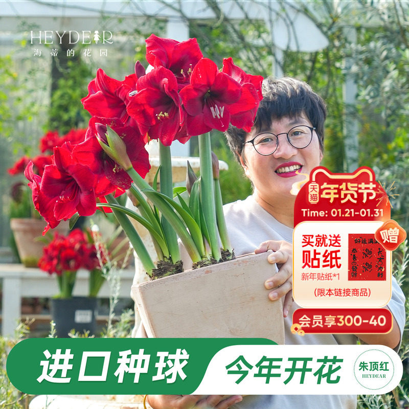 海蒂的花园旗舰店荷兰朱顶红进口重瓣种球阳台庭院花卉植物预售,鲜花速递/花卉仿真/绿植园艺,种球/裸根,淘宝优惠券,粉丝福利购,淘宝优惠卷