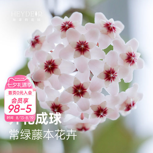 球兰耐阴开花植物花卉