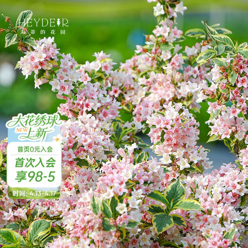 海蒂的花园锦带春季露台花卉植物