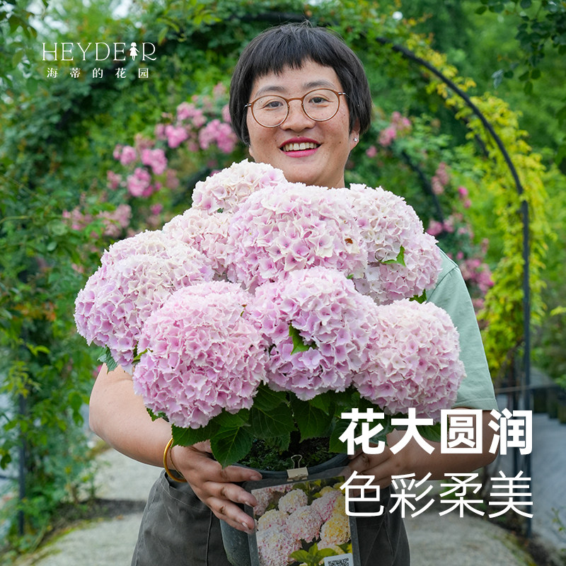 海蒂的花园好养阳台庭院木本花卉