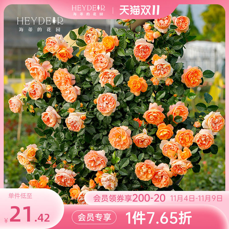 海蒂的花园旗舰店月季玫瑰花卉盆栽蓝色阴雨粉色龙沙宝石爬藤花卉使用感如何?
