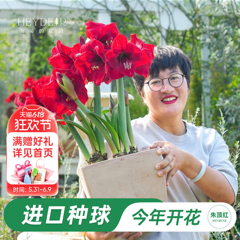 海蒂的花园旗舰店荷兰朱顶红进口重瓣种球阳台庭院花卉植物