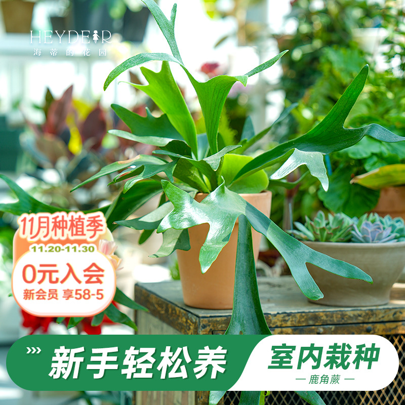 鹿角蕨盆栽奇特桌面植物