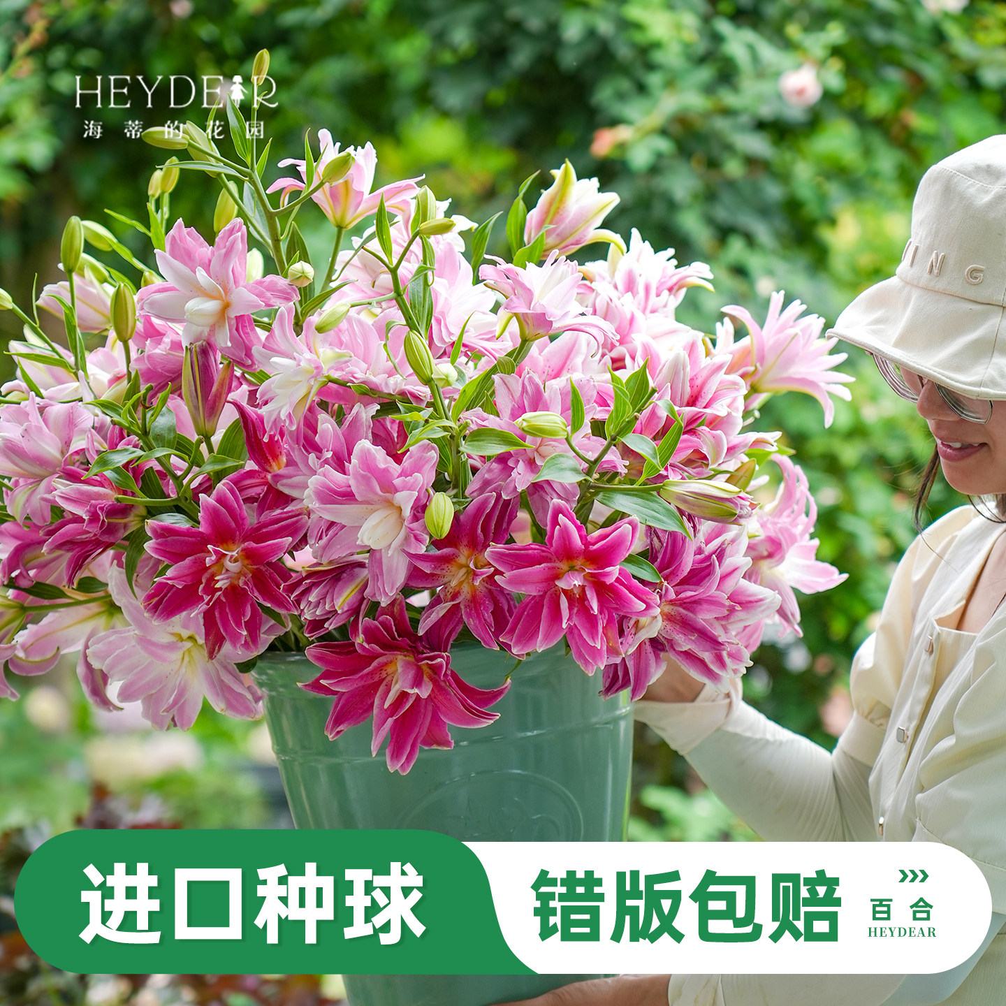 进口百合种球易养易开花图片