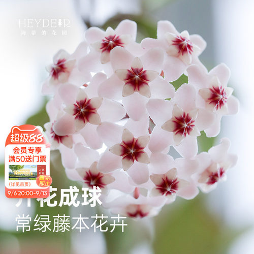 球兰耐阴开花植物花卉