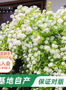 海蒂的花园旗舰店黄金喷泉绣线菊八重小手球花灌木花卉植物盆栽苗