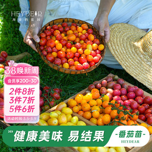 海蒂的花园旗舰店水果番茄苗秧家庭阳台果蔬苗可食用西红柿苗预售