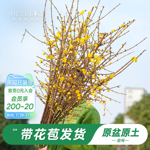 海蒂的花园腊梅花苗易活好养
