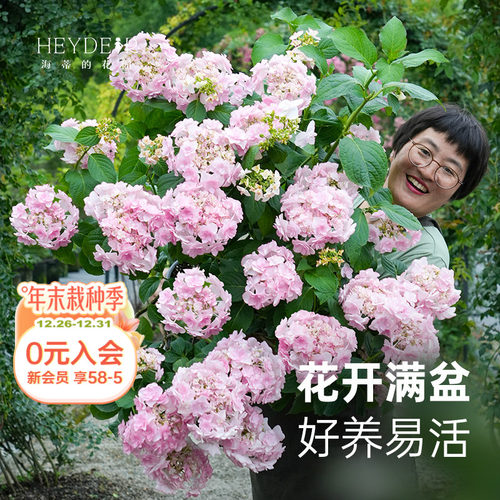 绣球海蒂的花园阳台庭院花卉