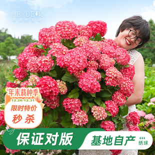 海蒂 花园旗舰店绣球花苗无尽夏大花绣球花手鞠阳台花卉盆栽植物