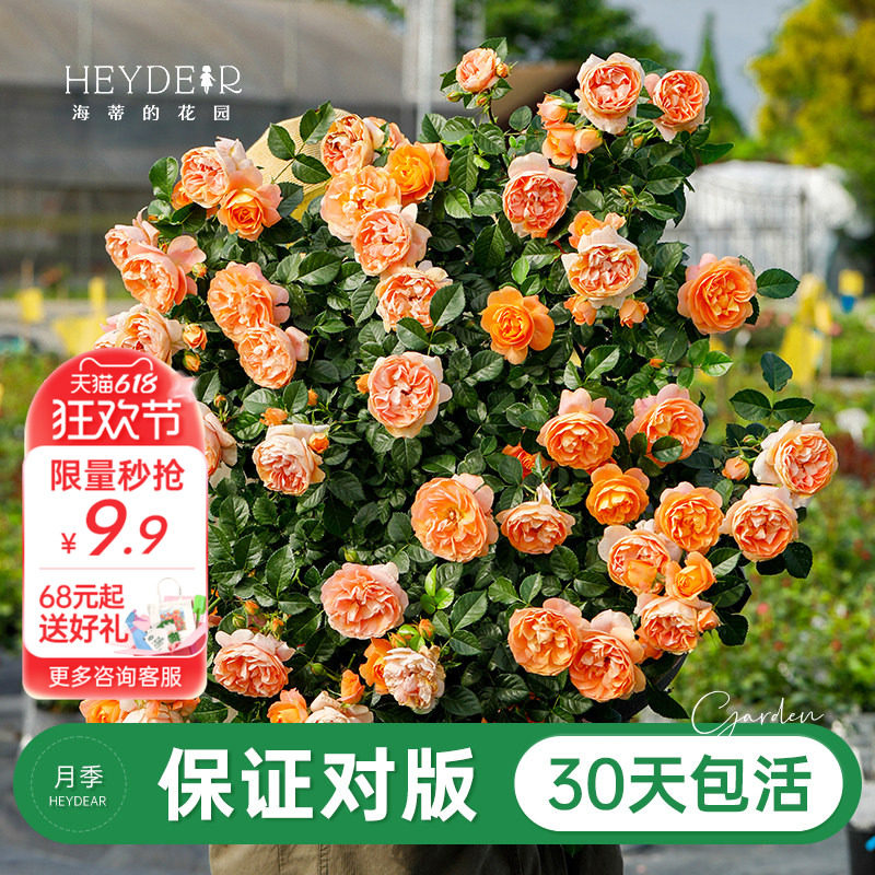 海蒂的花园旗舰店月季花苗盆栽果汁阳台小苗爬藤花卉植物阳台庭院