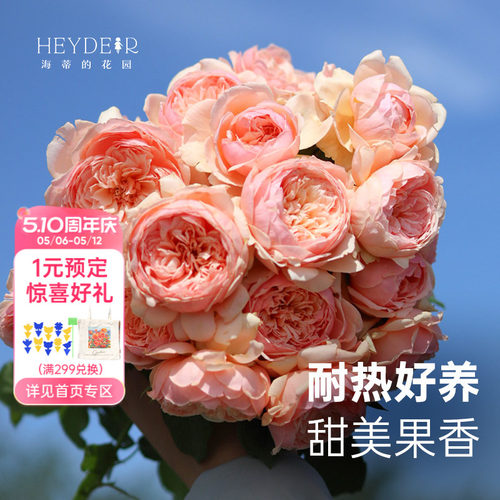 海蒂的花园真宙直立月季浓香