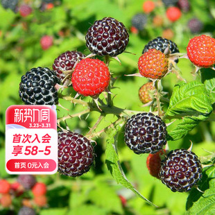 海蒂 花园旗舰店黑莓树莓果树浆果耐寒好养庭院露台植物盆栽苗