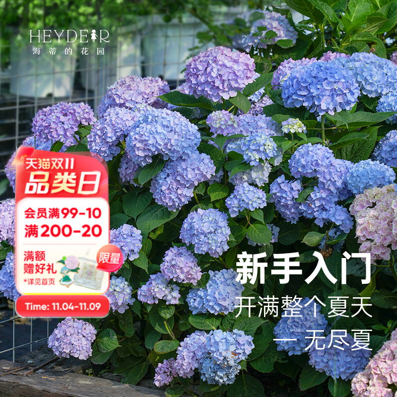 海蒂的花园无尽夏绣球盆栽